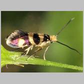 Micropterix tuscaniensis