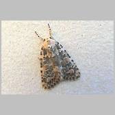 Bryophila (Bryophila) domestica