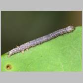 Xylocampa mustapha