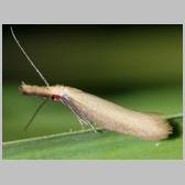 Pleurota (Protasis) punctella