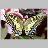 Papilio machaon