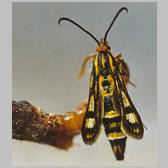 Chamaesphecia (Chamaesphecia) tenthrediniformis